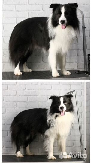 Груминг крупных пород собак / Экспресс-линька