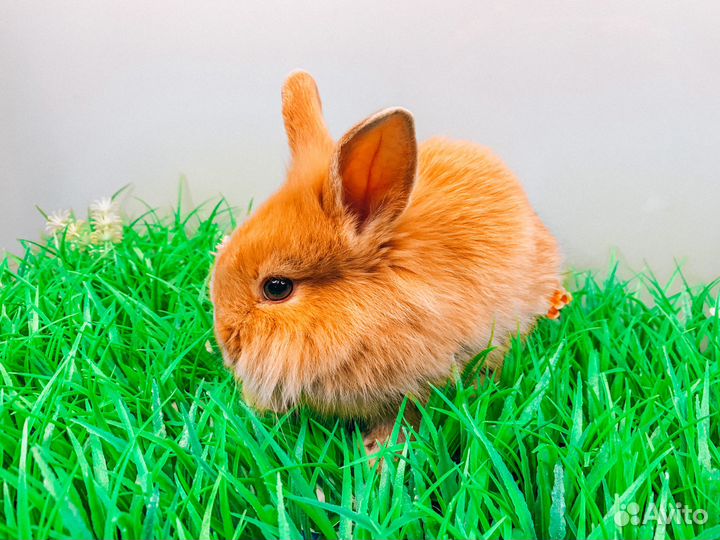 Карликовый кролик - самый маленький