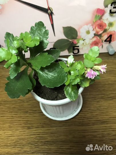 Комнатные цветы (Каланхоэ)