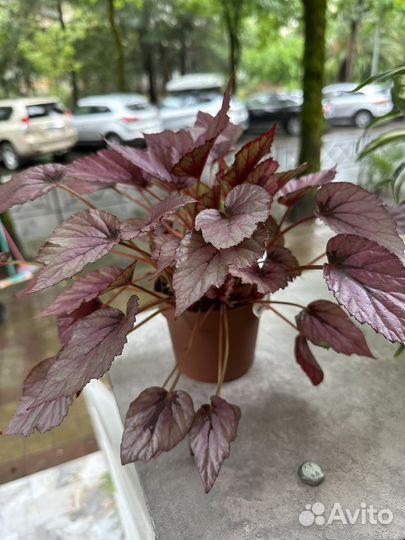 Комнатные цветы антуриум