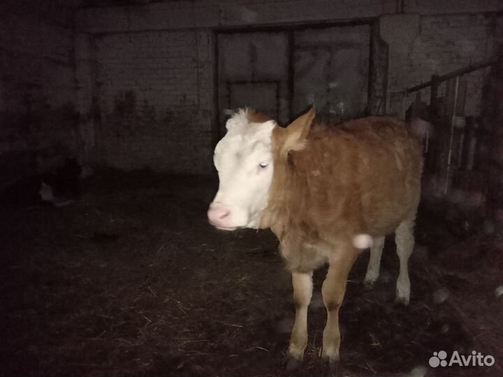 Телочки от домашних коров