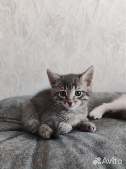 Отдам добрым и заботливым людям