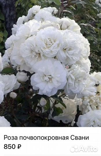 Розы.Саженцы