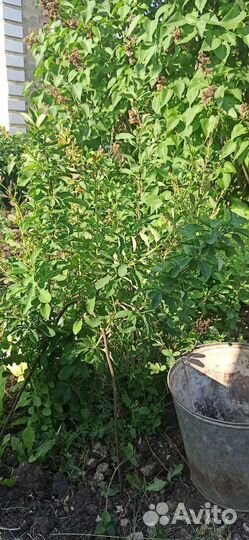 Барбарис для живой изгороди