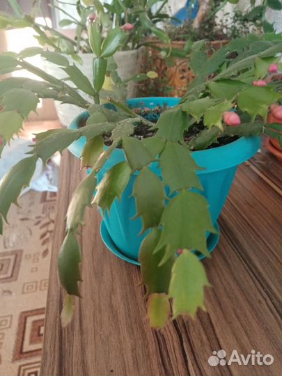 Цветок декабрист