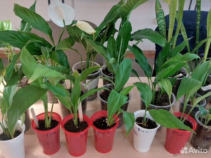 Спатифиллум