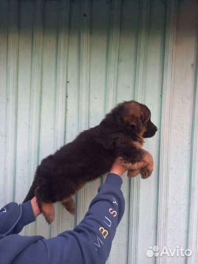 Щенки немецкой овчарки длинношерстной