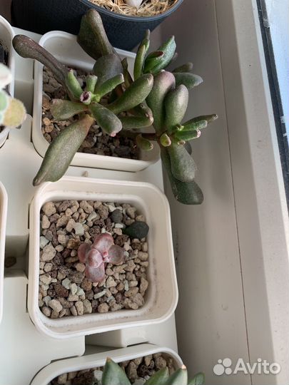 Суккуленты набор