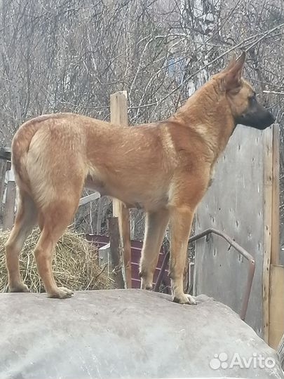 Щенки на охрану