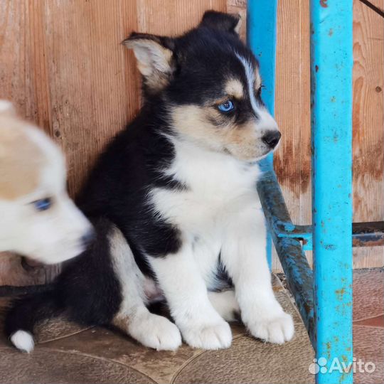 Щенки хаски