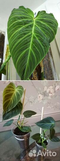 Домашние цветы