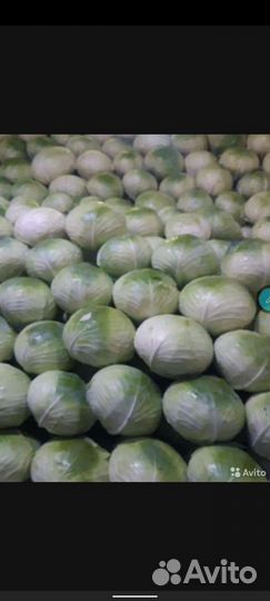 Капуста Агрессор