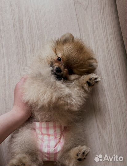 Подгузники для собак