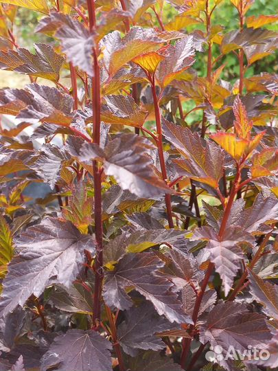 Саженцы пузыреплодника