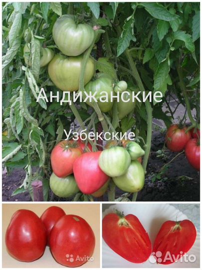 Семена томатов