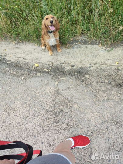 Щенки русского спаниеля