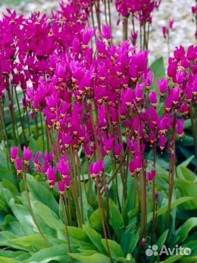 Многолетние цветы