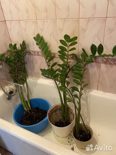 Замиокулькас