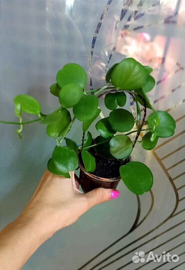 Комнатные растения