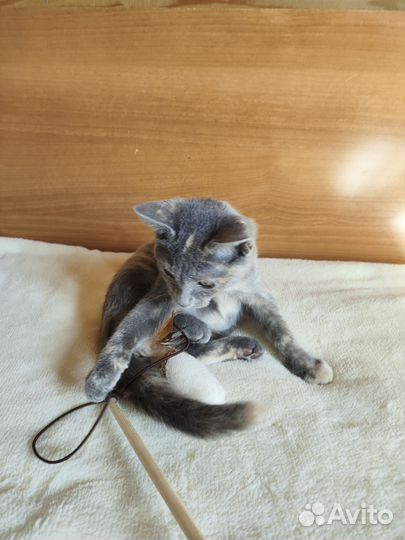 Нежный котенок девочка серая бесплатно