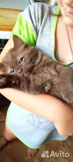 Британская кошка