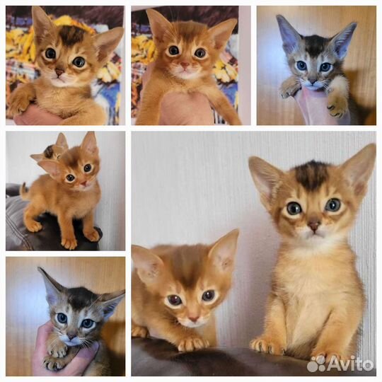 Абиссинская