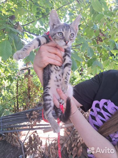 Кошка