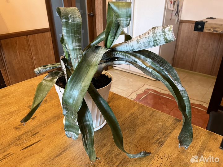 Детки Эхмея. 3 шт в одном горшке