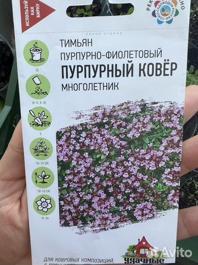 Тимьян многолетний «Пурпурный ковер»
