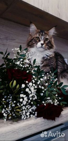 Кот Мейн-кун вязка