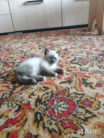 Кошка в добрые руки