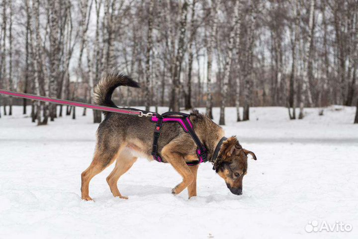 Рикки ждет своего хозяина в приюте