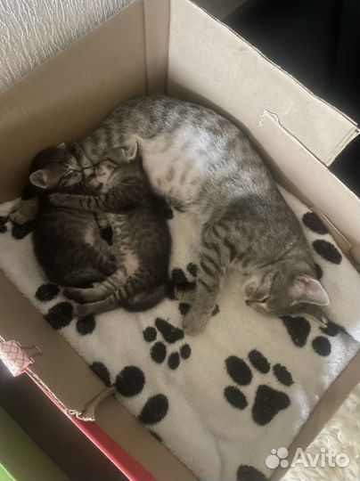Бронь на котят