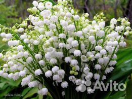 Ландыш майский 5 шт