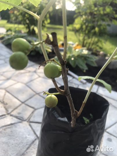 Саженцы крупной черной смородины