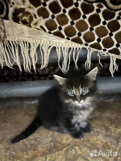 Котята в добрые руки даром бесплатно