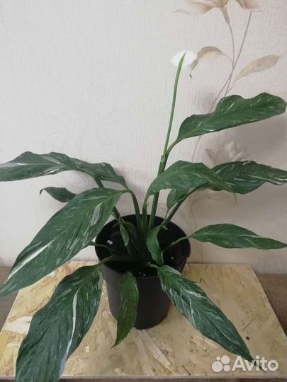 Спатифиллум