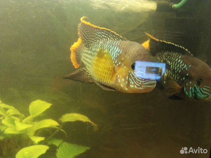 Аквариумные рыбки цихлиды