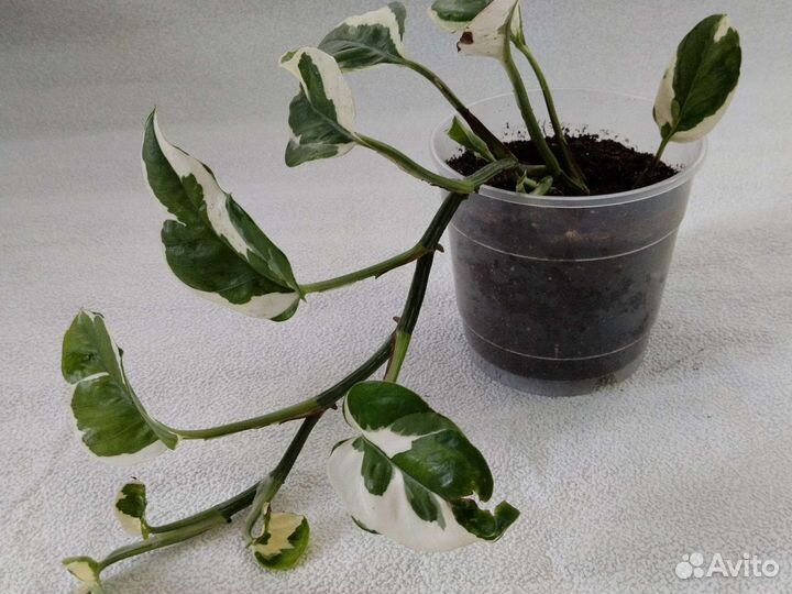 Сциндапсусы трех видов