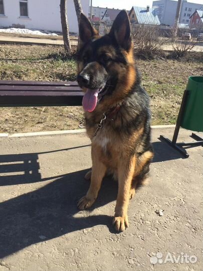 Вязка немецкой овчарки