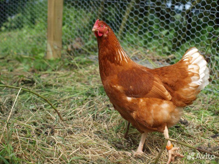 Курица на яйцо