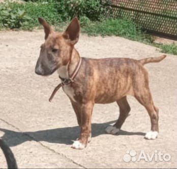 Бультерьер