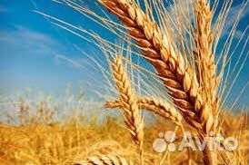 Менеджер по закупкам