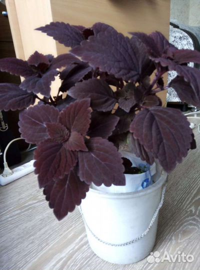 Растение koleos Колеос