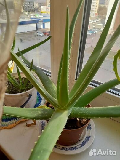 Алоэ вера, алоэ столетник