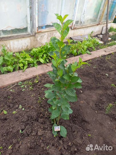 Саженцы вишни деревковой