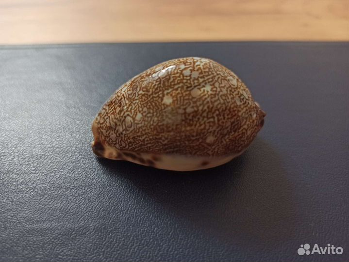 Морская раковина