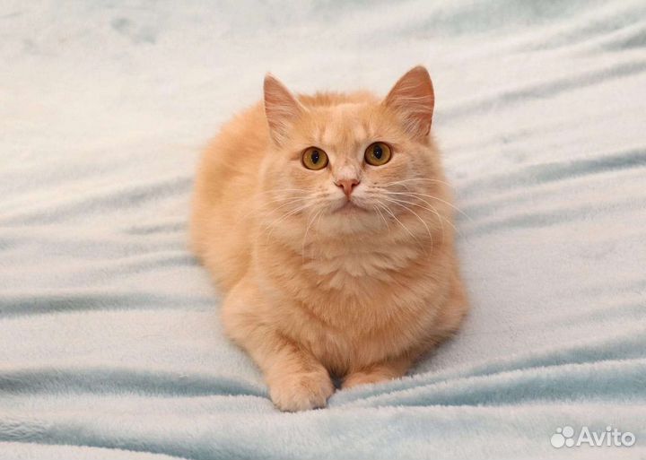 Котёнок, рыжая малышка Злата ищет семью