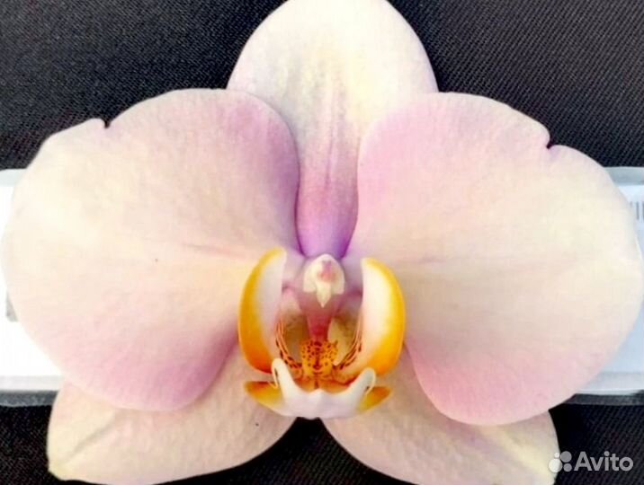 Сортовые орхидеи