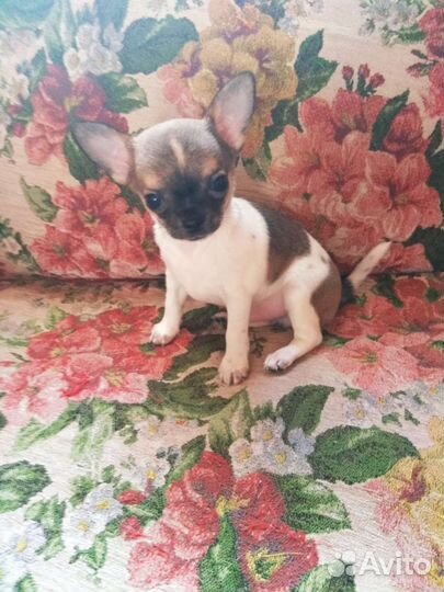 Щенок чихуахуа